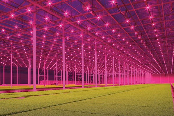 koppert-cress-greenhouse-600x400